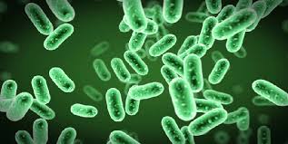 Photobacterium damsela